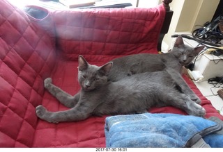 my kitten Devin or Jane