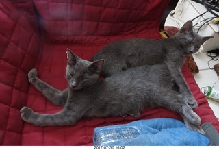 my kitten Devin or Jane