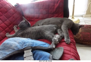 my kittens Devin and Jane