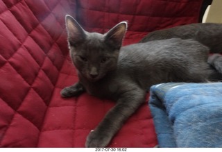 my jade ball from China knocked over by my kitten Devin