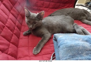 my jade ball from China knocked over by my kitten Devin