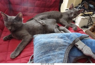 my jade ball from China knocked over by my kitten Devin