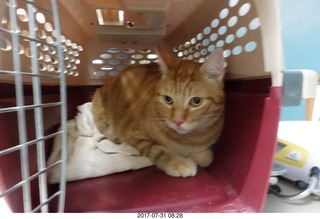 524 9rx. my cat Max at the vet