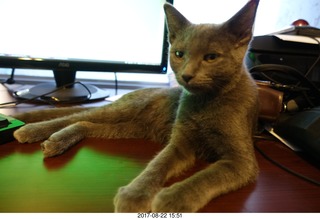 92 9sn. my kitten Jane