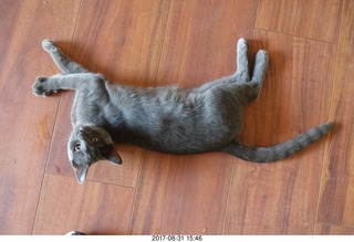 Brian Bell and my kitten Devin