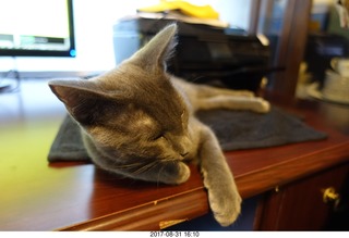 my cat Max and my kitten Devin