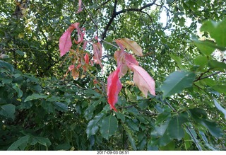 Afton run - changing colors just starting