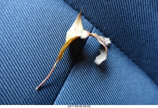 Cheltenham Cross Country CHS-XC - Curtis Arboretum - leaf that blew into my car