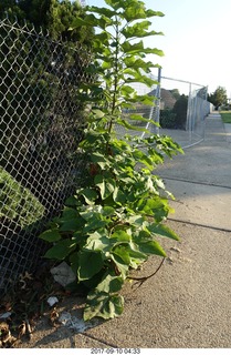 Roosevelt Boulevard - torn down Nabisco factory
