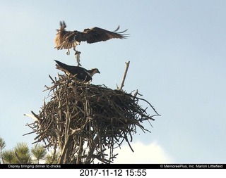 pictures from bryce-canyon sd-card - birds
