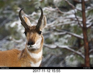 pictures from bryce-canyon sd-card - animal