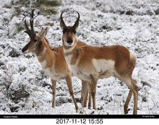 Bryce Canyon National Park - sunset - another picture taker getting close