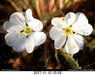 pictures from bryce-canyon sd-card - flowers