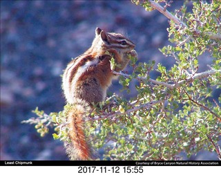 pictures from bryce-canyon sd-card - chipmonk