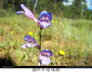 pictures from bryce-canyon sd-card - flowers