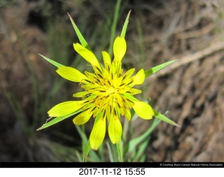 pictures from bryce-canyon sd-card - flower
