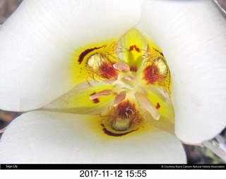 pictures from bryce-canyon sd-card - flower