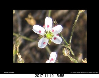 pictures from bryce-canyon sd-card - flowers