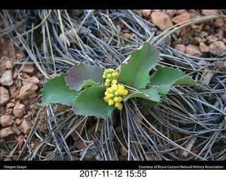 pictures from bryce-canyon sd-card - flower