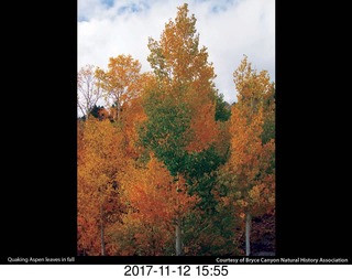 pictures from bryce-canyon sd-card  - colorful trees
