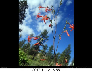 pictures from bryce-canyon sd-card  - flowers