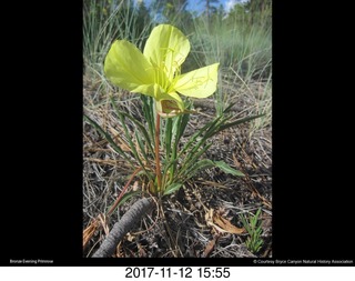 pictures from bryce-canyon sd-card