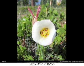 pictures from bryce-canyon sd-card - flower