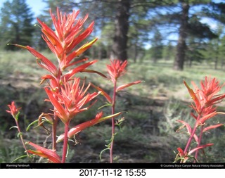 pictures from bryce-canyon sd-card -flowers