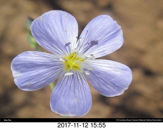 pictures from bryce-canyon sd-card - flower