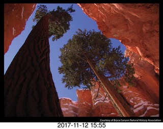 pictures from bryce-canyon sd-card - flower