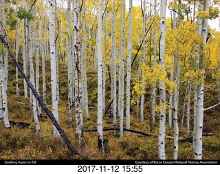 pictures from bryce-canyon sd-card - trees