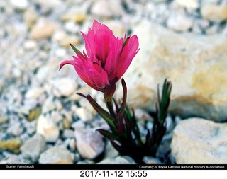 pictures from bryce-canyon sd-card - flower