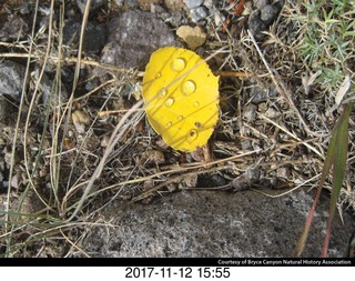 pictures from bryce-canyon sd-card