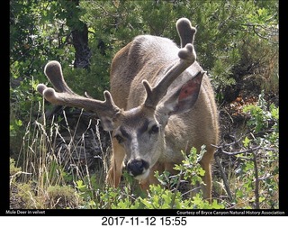 pictures from bryce-canyon sd-card