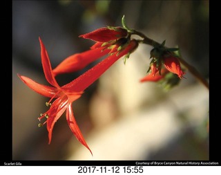 pictures from bryce-canyon sd-card - flower
