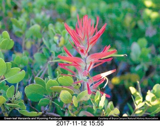 pictures from bryce-canyon sd-card - flower