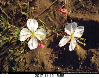 pictures from bryce-canyon sd-card - flower