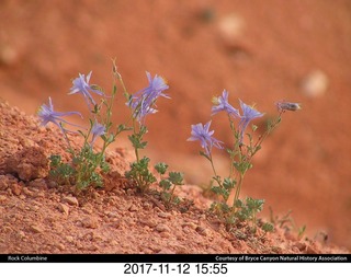 pictures from bryce-canyon sd-card - flowers