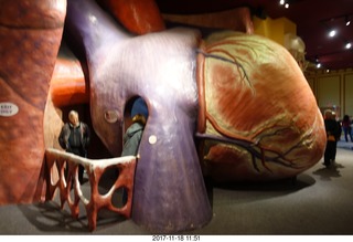 Philadelphia - The Franklin Institute - the Heart exhibit