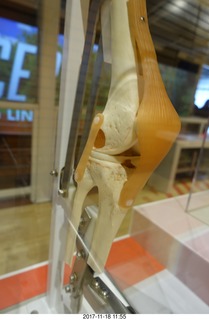 Philadelphia - The Franklin Institute  - knee