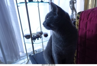 my cats Jane and Devin