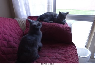 my cats Jane and Devin