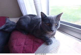 my cats Devin and Max