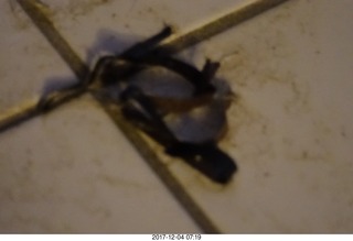 tape thrown up by my cat