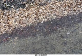 Princeton Alumni Day - Service of Remebrance