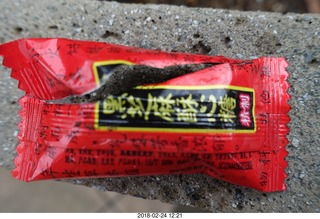 Princeton Alumni Day