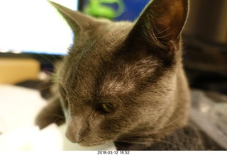 cute face shot of my cat Devin