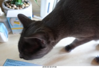 cute face shot of my cat Devin