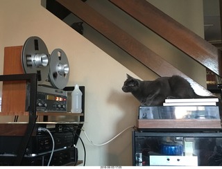 my cats Devin and Jane and their first experience with reel-to-reel tape