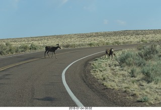 11 a03. Petrified Forest National Park - deer on the roadway